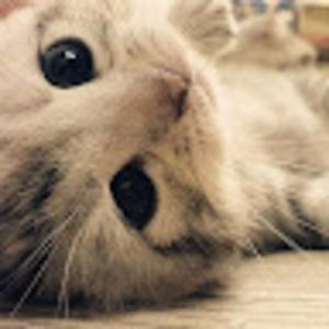 Meet your Posher, Anne